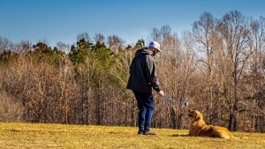 Is It Ever Too Late To Train A Dog? (Answered By Trainer).