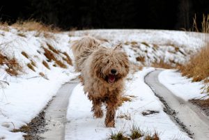 9 Large Dog Breeds That Are White And Fluffy (With Videos).