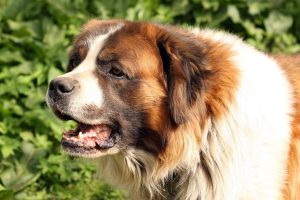 8 Large Dogs That Do Not Need A Lot Of Exercise (With Videos).
