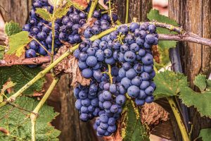 Exploring Pet-Friendly Wineries: Types, Locations, and More.