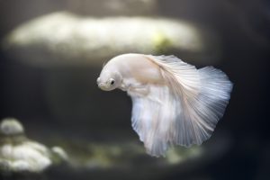 Aquarium Nitrate 101: Causes, Solutions, Levels & More.
