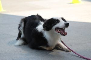 5 Signs Your Dog Sees You As The Alpha (Or Do They?): Trainer Explains.