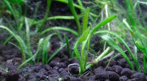 What Causes Hair Algae? (In Freshwater & Saltwater Tanks).