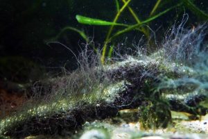 White Algae In Fish Tanks: Causes & Step-By-Step Solutions.