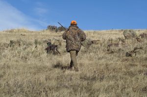 Why Do Dogs Kill Birds? (Explained By Trainer).