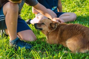 Why Do Dogs Pant When You Pet Them? (Explained By Trainer).
