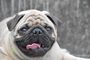 Why Do Dogs Poop On Top Of Things? (Trainer Explains).