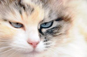 Why Does a Cat Hiccup: Normality and Deviations.