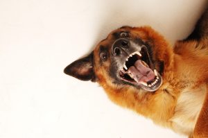 Why Does My Dog Get The Aggressive Zoomies? (Explained By Trainer).