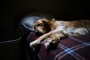 Why Does My Dog Want To Play In The Middle Of The Night? (Explained By Trainer).