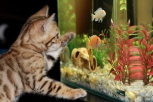 Why Is My Fish Tank Cloudy? (With Quick Solutions).