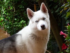 Why Is My Dog So Dramatic? (Trainer Explains).