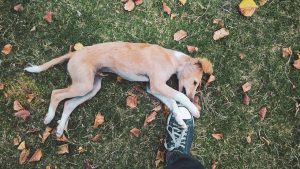 Why Is My Dog Suddenly Destroying Things? (Explained By Trainer).