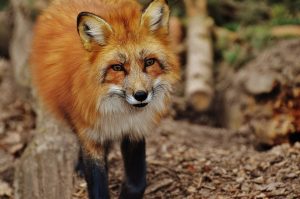 A fox that brazenly steals food from a cat was caught on video.
