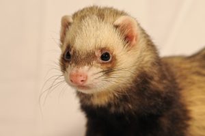 A marten scored a goal into the washing machine.