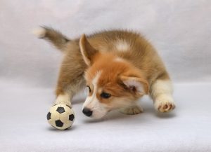 A touching encounter between a red Corgi and a seven-year-old boy was captured on video.