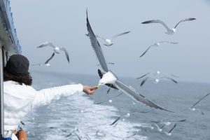 A video of a seagull clumsily landing on a tourist’s head has amused the Internet.