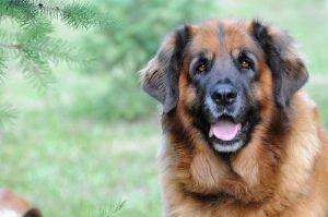 An 80-kilogram dog adores his mailman: the fierce dog melts when he sees his best friend.
