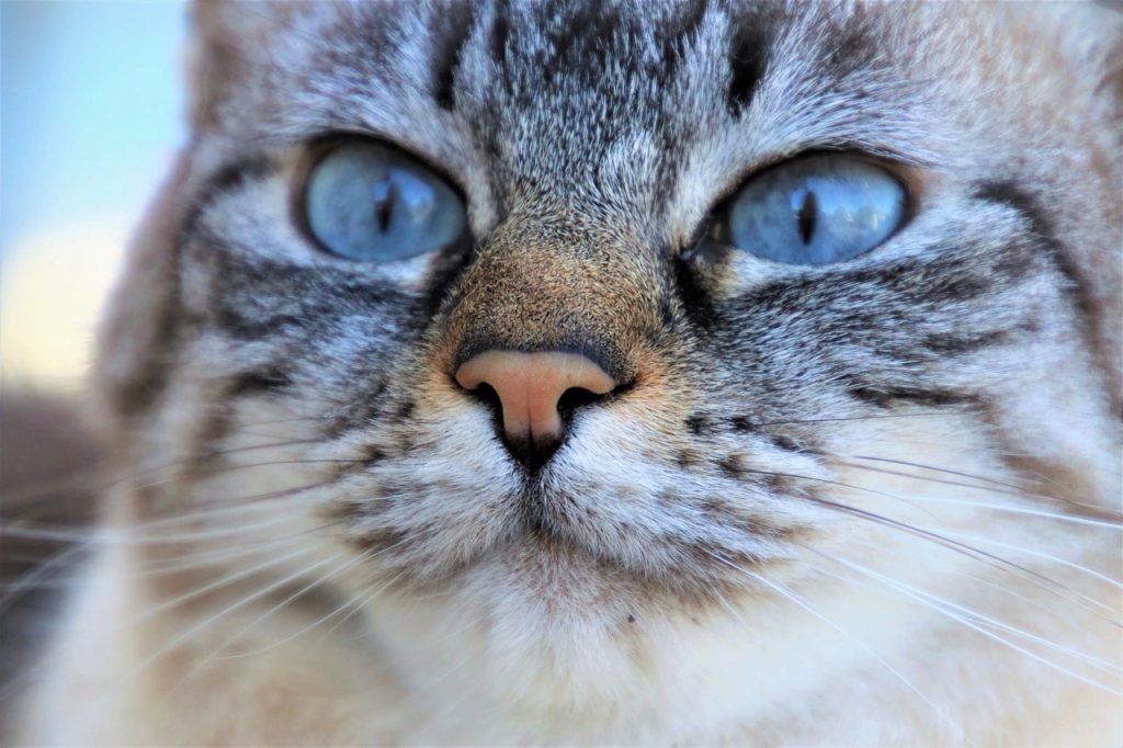 Angry, playful, or surprised: Determining your cat's mood by its tail.