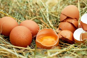 Can cats and kittens be fed eggs, and in what form?