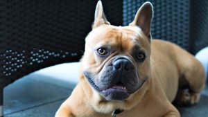Can dogs be fed shrimp, and in what form?