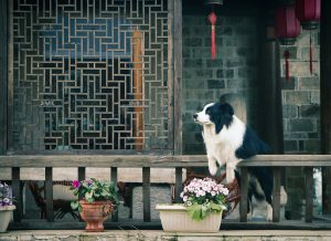 Canine experts have revealed which flowers are deadly dangerous for dogs.