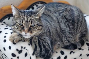 Cat weight loss: What measures should be taken to help a cat lose weight?