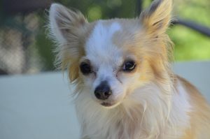 Do you need to wash your dog’s bowl every day: recommendations from dog experts.