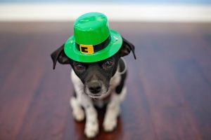 Dogs that remain puppy-like into their old age: they are small and most playful.