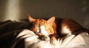 Effective tips on how to train an adult cat to use a cat bed.