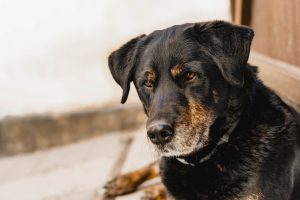 First aid kit that should be available for every dog: which medications will be needed for your pet.
