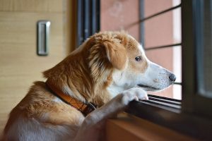 Home Alone: How to train a dog not to be afraid of being alone.