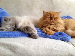 How to save your home from animal fur: groomers share their secrets.