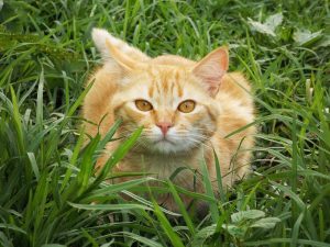 How to tell if a cat is sick – a simple diagnostic method.