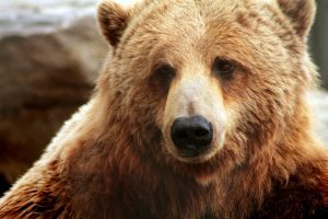 In the US, a bear sneaked into a private house and had a hearty meal, but couldn’t escape – it turned out to be a coward.