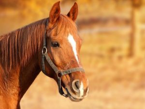 It has been revealed why horses sleep standing up – research by scientists.