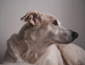 It turns out that the structure of a dog’s skull can reveal information about its cognitive abilities.