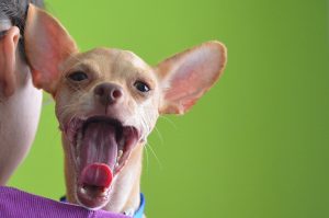 It’s dangerous: 5 dog breeds that are categorically unsuitable for families with children.