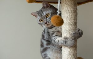 Places where you should not place a scratching post.