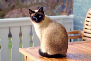 Resentment towards the owner or illness: why does a cat meow very rarely.
