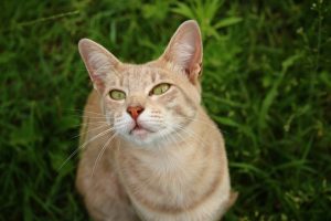 Sense of humor in cats: can they laugh?
