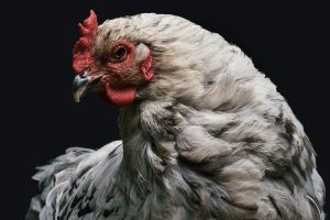 The hen took away the kittens from the cat and started taking care of them as her own.