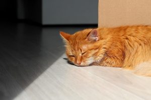 The most unpleasant time for cats: how to protect the health of your pets in hot weather?