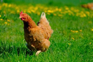 The tiny chick melts hearts as it learns to walk with its magical little boots.