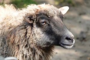 This sheep thinks she’s a dog: the video boosts the mood by 200%.
