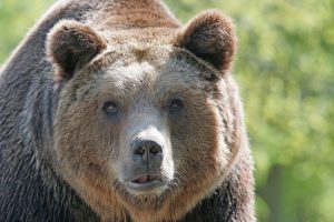 US police officers saved a bear that got trapped in a car.