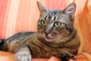 Veterinarians have reported the conditions in which a cat begins to wheeze and cough.