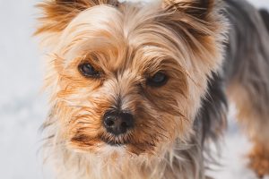 Veterinarians listed household chemicals that are dangerous for dogs and cats.