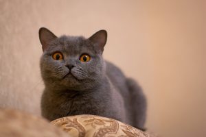 What disadvantages of British cats do some owners keep silent about?