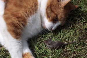 What it means when a cat brings a mouse into the house: interpretation of the omen.